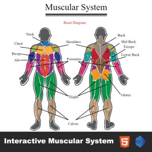 Interactive Muscular System