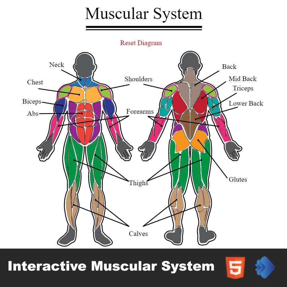 Interactive Muscular System