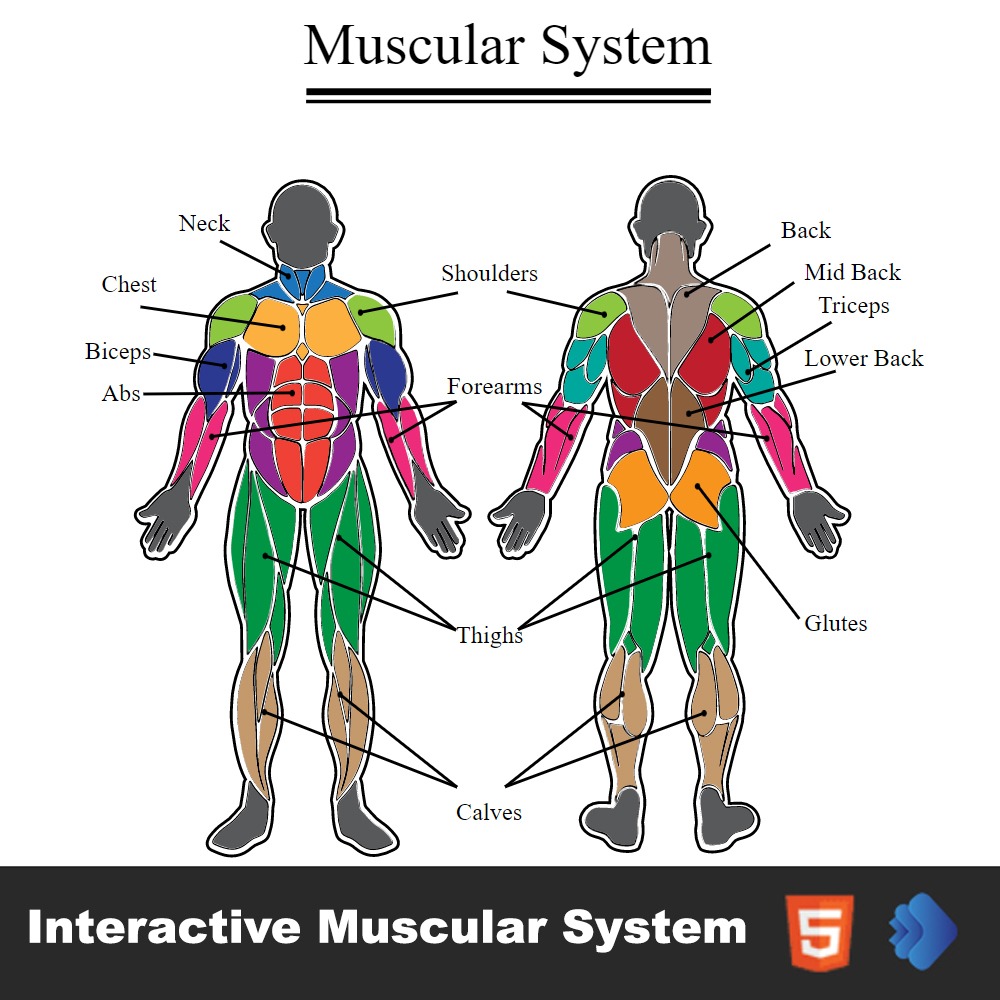 Interactive Muscular System