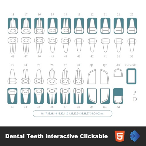 The Different Types of Dental Teeth Interactive Clickable