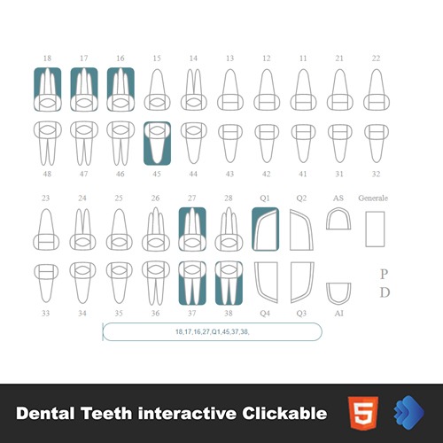 The Different Types of Dental Teeth Interactive Clickable