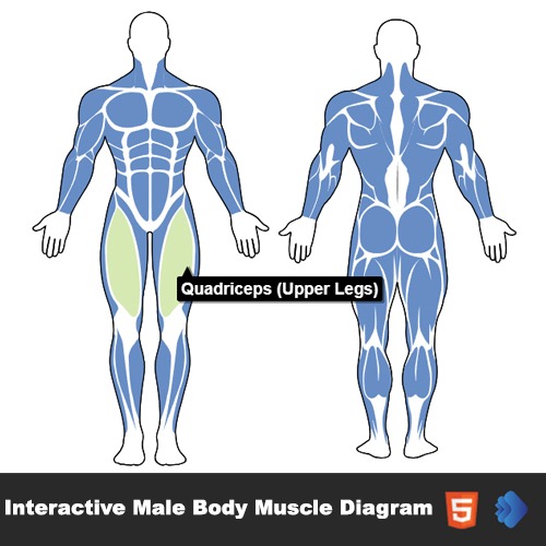 Interactive Male Body Muscle Diagram