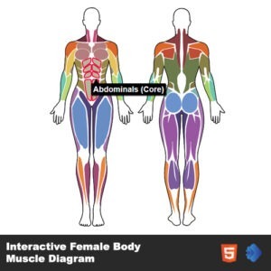 Interactive Female Body Muscle Diagram