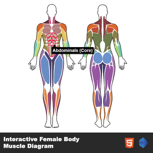 Interactive Female Body Muscle Diagram