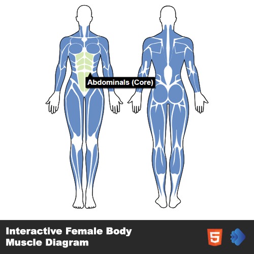 Interactive Female Body Muscle Diagram